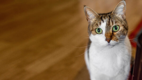 Wallpaper Black, Eyes, Floor, White, Mobile, Brown, Cat, Desktop