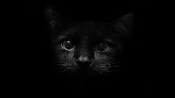 Wallpaper Background, With, Cat, Black, Desktop