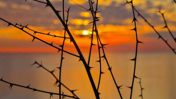 Wallpaper Desktop, During, Silhouette, Sunset, Nature, Spikes