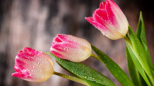 Wallpaper White, Background, Drops, Spring, Tulips, Flowers, Blur, Water, With, Pink