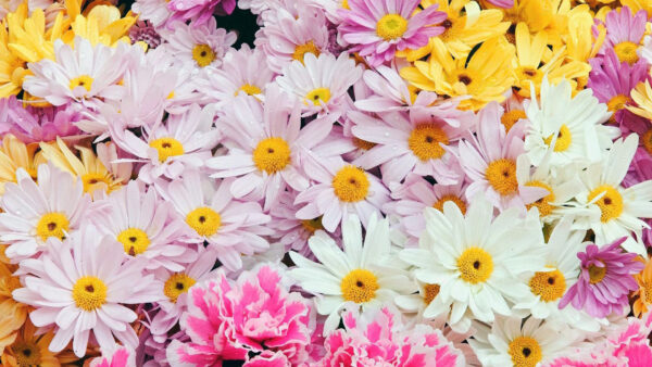 Wallpaper White, Camomiles, Background, Spring, Pink, Flowers, Yellow