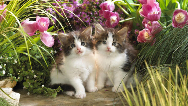Wallpaper Flowers, And, Two, Animals, Cute, Green, Surrounded, Sitting, White, Grasses, Are, Kittens, Desktop
