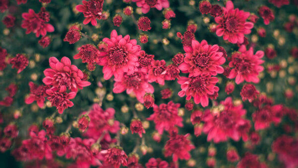 Wallpaper Pink, Chrysanthemum, Plants, Flowers, Mobile, Desktop