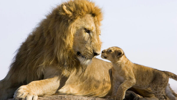 Wallpaper With, Lion, Cub, Cute, Desktop