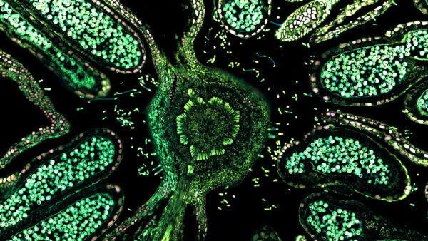 Wallpaper Green, Trippy, Biological, Cells