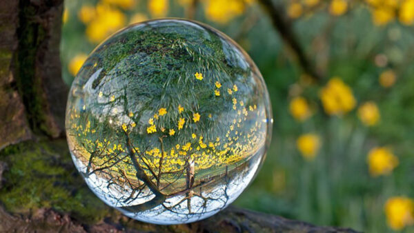 Wallpaper Transparent, Plants, Ball, Glass, Yellow, Photography, Flowers, Sphere, Green