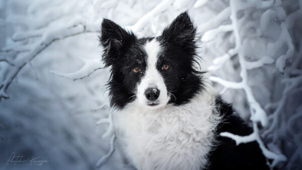 Wallpaper Collie, Background, Border, Field, Dog, Snow
