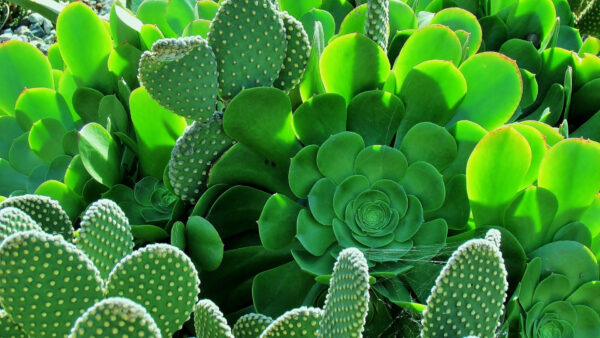 Wallpaper Plants, Leaves, Cactus, Green