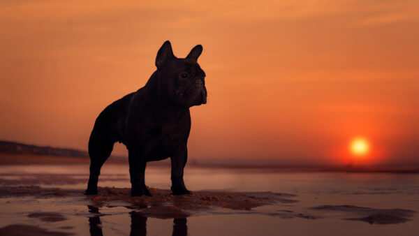 Wallpaper Silhouette, Sand, Black, Background, Bulldog, Sunset, Standing, French, Dog, Beach