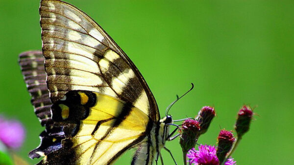 Wallpaper Black, Swallowtail, Plant, Butterfly, Green, Tiger, Yellow, Eastern, Purple, Flower, Background