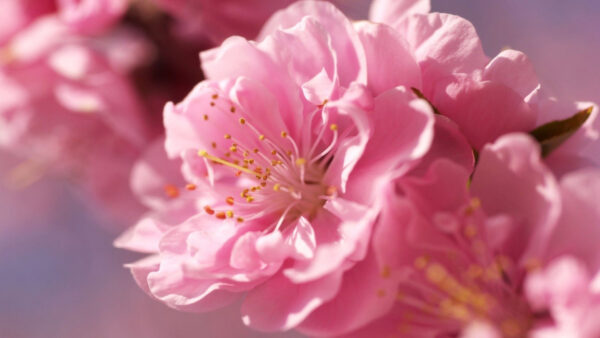 Wallpaper Background, Closeup, Flower, Blossom, View, Pink, Spring, Branch, Desktop