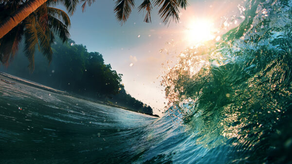 Wallpaper Palm, Time, Ocean, Evening, Sunset, Wave, During, Trees, Background