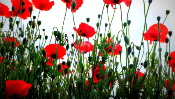 Wallpaper Sky, Flowers, Plants, Blue, Red, Green, Poppy