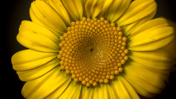 Wallpaper Petals, Background, Flowers, Flower, Black, Yellow