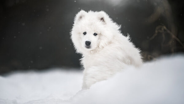 Wallpaper Samoyed, White, Snow, Dog