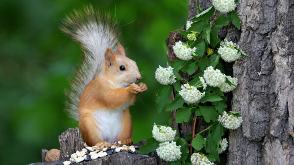 Wallpaper Nuts, Standing, Brown, Green, Background, Squirrel, Blur, White, Fur, Eating