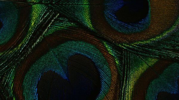 Wallpaper Fractal, Feather, Colorful, Greenish, Digital,, Soft, Blue