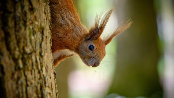 Wallpaper Background, Blur, Tree, Squirrel, Fur, Brown, Trunk