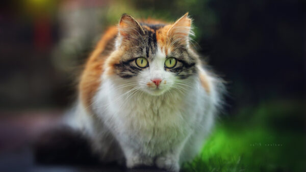 Wallpaper Yellow, Eyes, White, Brown, Cat, Black