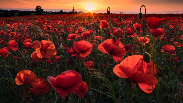 Wallpaper Red, Common, Sunrise, View, Poppy, Background, Flowers, Closeup, Field