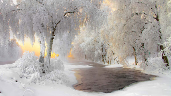 Wallpaper Frozen, Background, Trees, Lake, Bing, Winter