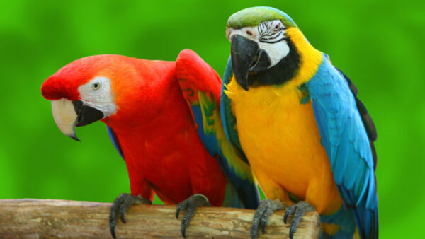 Wallpaper Background, Macaw, Birds, Are, Wood, Standing, Yellow, Red, Green