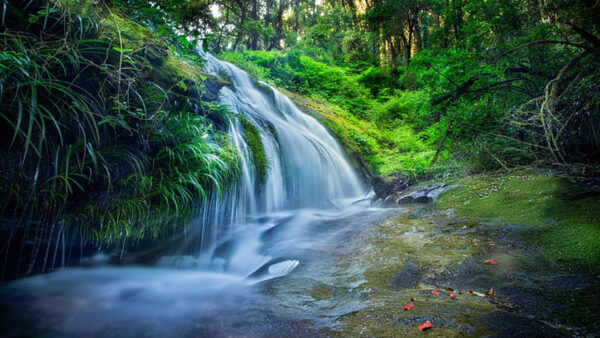 Wallpaper Waterfalls, Stream, Trees, Nature, Background, Grass, Plants, Bushes, Sunlights, Green