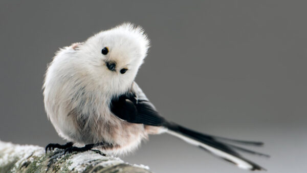 Wallpaper Blur, Birds, Trunk, Bird, Tit, White, Standing, Background, Snow, Covered, Black, Long-tailed, Tree