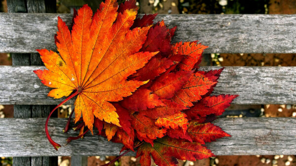 Wallpaper Leaves, Red, Autumn, Piece, Yellow, Fall, Wood