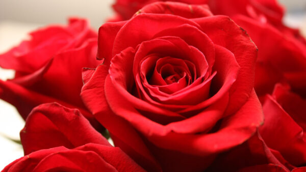 Wallpaper Closeup, Rose, Desktop, Petals, View, Red