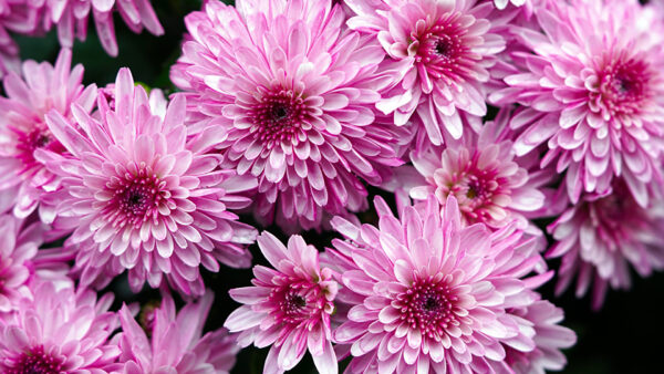 Wallpaper Flowers, Pink, Bunch, Chrysanthemum