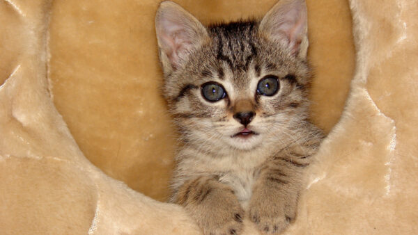 Wallpaper Grey, Eyes, Cat, White, Cute, Kitten, Black