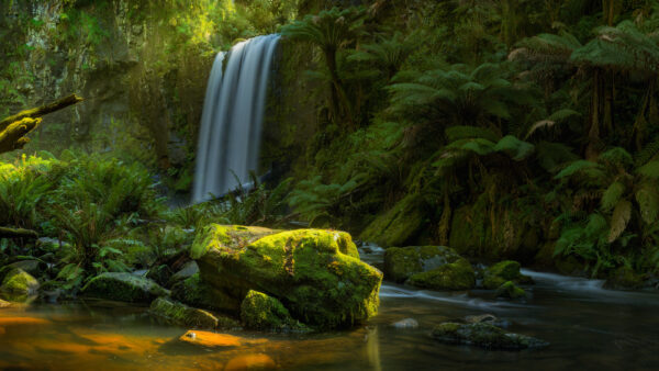 Wallpaper Stream, Algae, Bushes, Stones, Covered, River, Scenery, Nature, Green, Trees, Beautiful, Plants