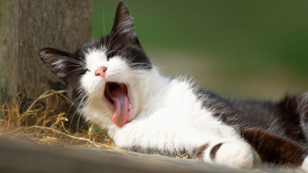 Wallpaper With, White, Cat, Yawning, Funny, Tongue, Out, Black