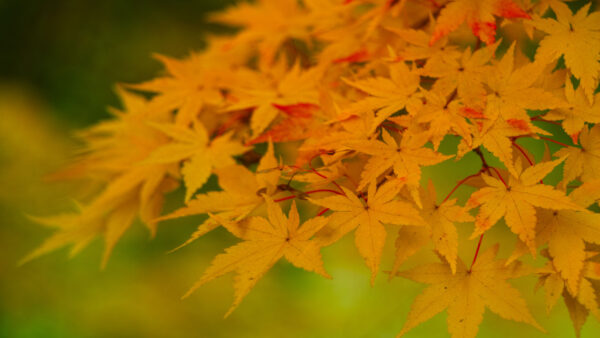 Wallpaper Mobile, Blur, Green, Closeup, Desktop, Nature, Background, Yellow, View, Maple, Trees, Branches, Leaves