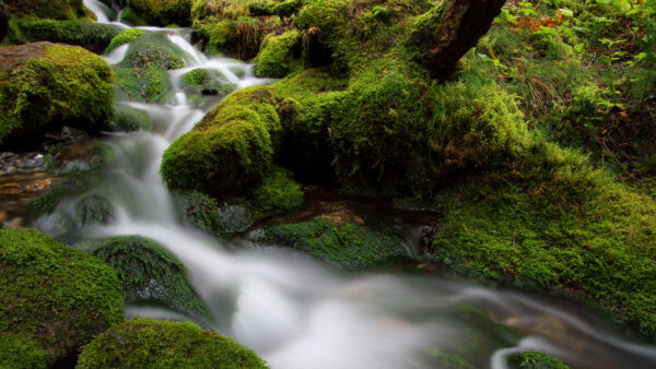 Wallpaper Forest, Background, Waterfall, Green, Desktop, Between, Mobile, Stream, Algae, Rocks, Nature, Covered