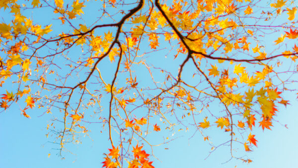 Wallpaper Nature, Blue, Tree, Sky, Maple, Background, Autumn, Yellow, Leaves, Branches