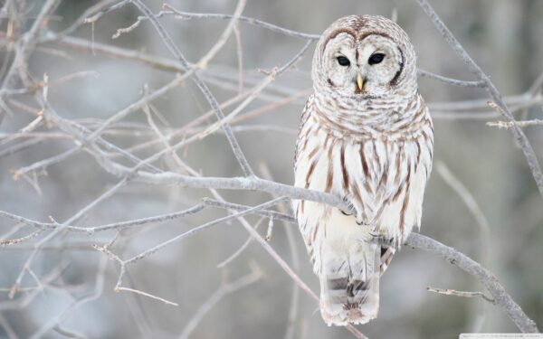 Wallpaper White