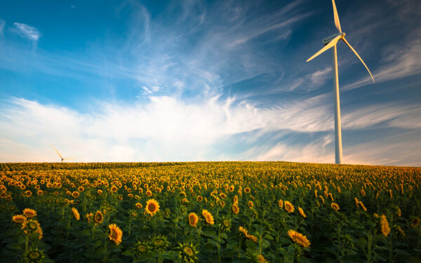 Wallpaper Sunflower, Wind, Field, Turbine