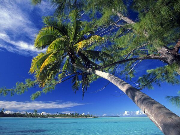 Wallpaper Palm, Island, Beach, Society, Tree