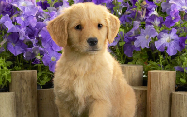 Wallpaper Labrador, Yellow, Puppy