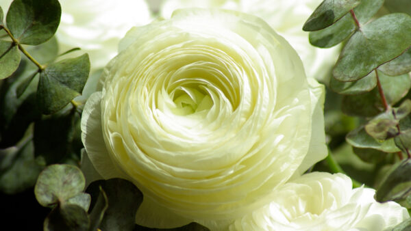 Wallpaper White, Persian, Flower, Buttercup