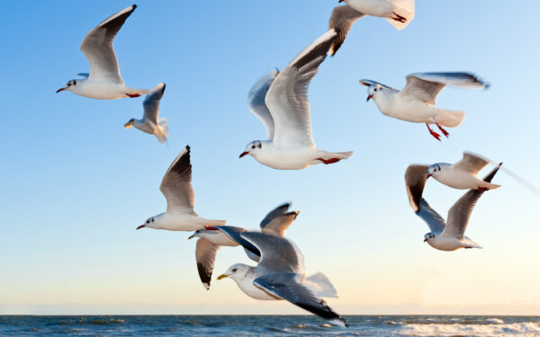 Wallpaper Seagulls