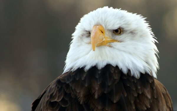 Wallpaper Wide, Bald, Eagle