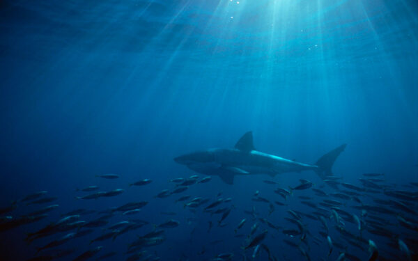 Wallpaper Shark, White, Australia, Great