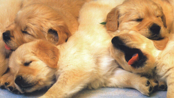 Wallpaper Brown, Animals, Sleeping, Cute, Floor, Puppies, Desktop, Are
