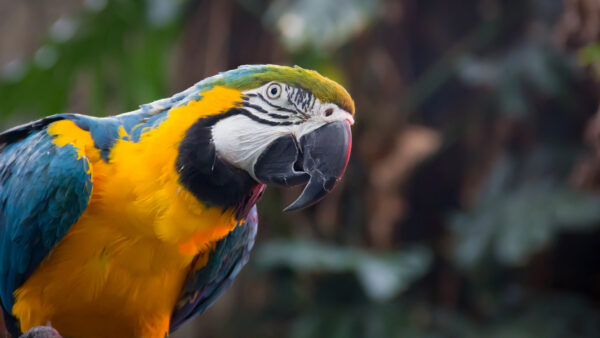 Wallpaper Macaw, Blue, Yellow, And