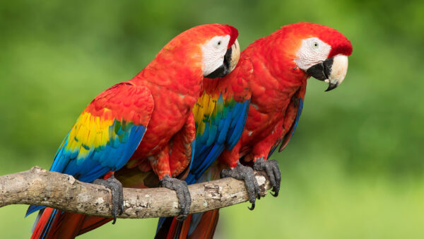 Wallpaper Sitting, Tree, Background, Parrots, Green, Red, Blue, Desktop, Branch, Yellow, Are, Animals, Two