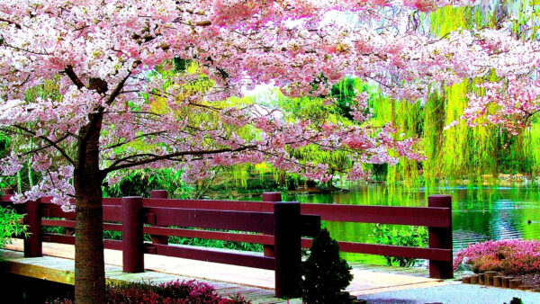 Wallpaper Between, And, Background, Path, With, Spring, Wood, Beautiful, Flowers, Fence, Park, Pink, River, Blossom, Desktop