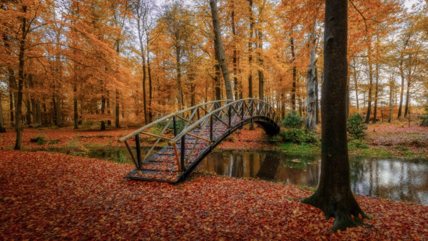 Wallpaper River, Between, Ground, Surrounded, Trees, Bridge, Desktop, Nature, Leaves, Mobile, With